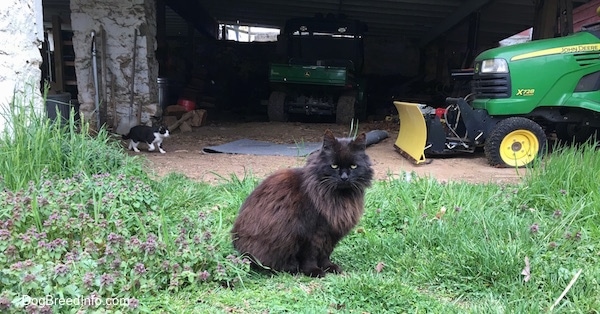 Sammy the black longhaired domestic farm cat is sitting outside in grass with a John Deere tractor with a plow attachment and another cat walking in from the other side